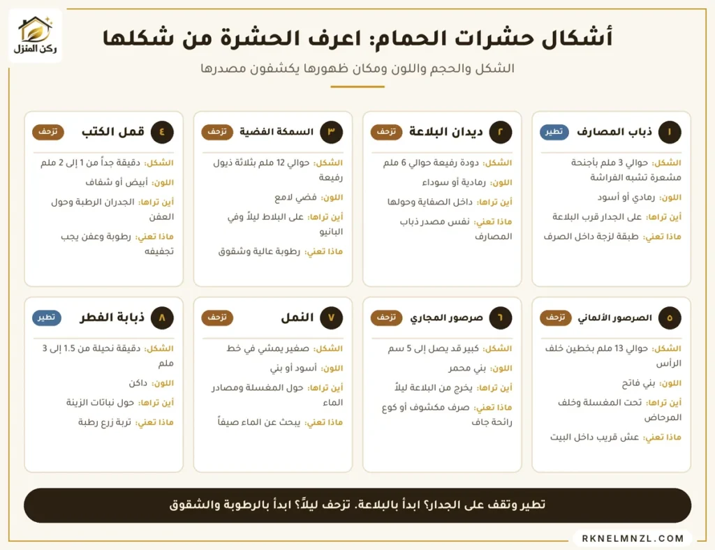 أشكال حشرات الحمام وأنواعها