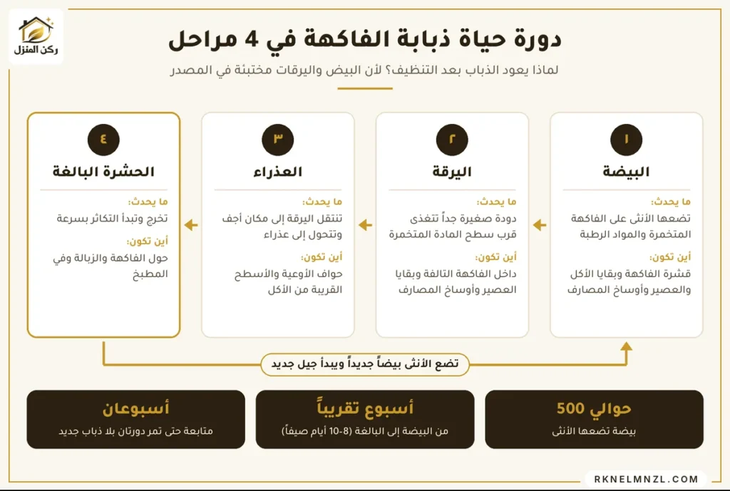 دورة حياة ذبابة الفاكهة من البيضة إلى الحشرة البالغة
