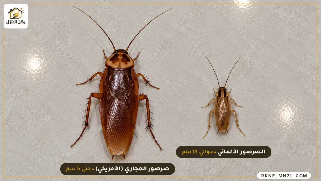 الفرق بين الصرصور الألماني وصرصور المجاري